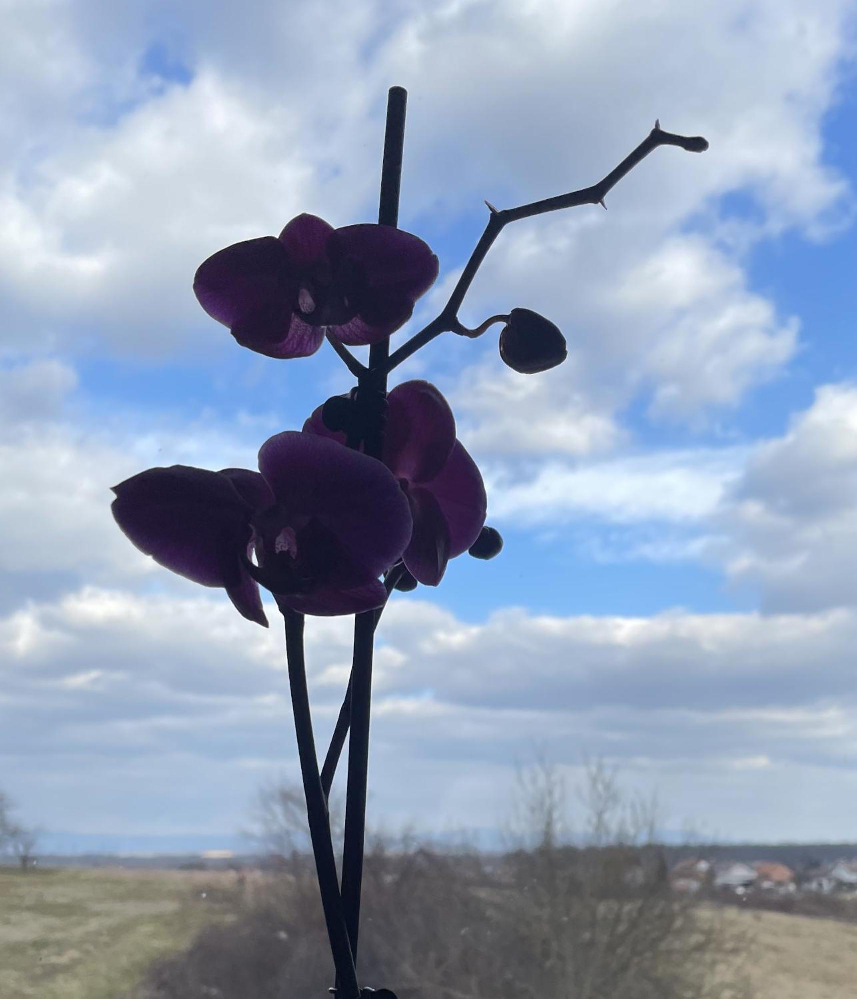 Vila Milka - Balkon - Besplatan Parking - Samostalna Prijava Karlovac Dış mekan fotoğraf